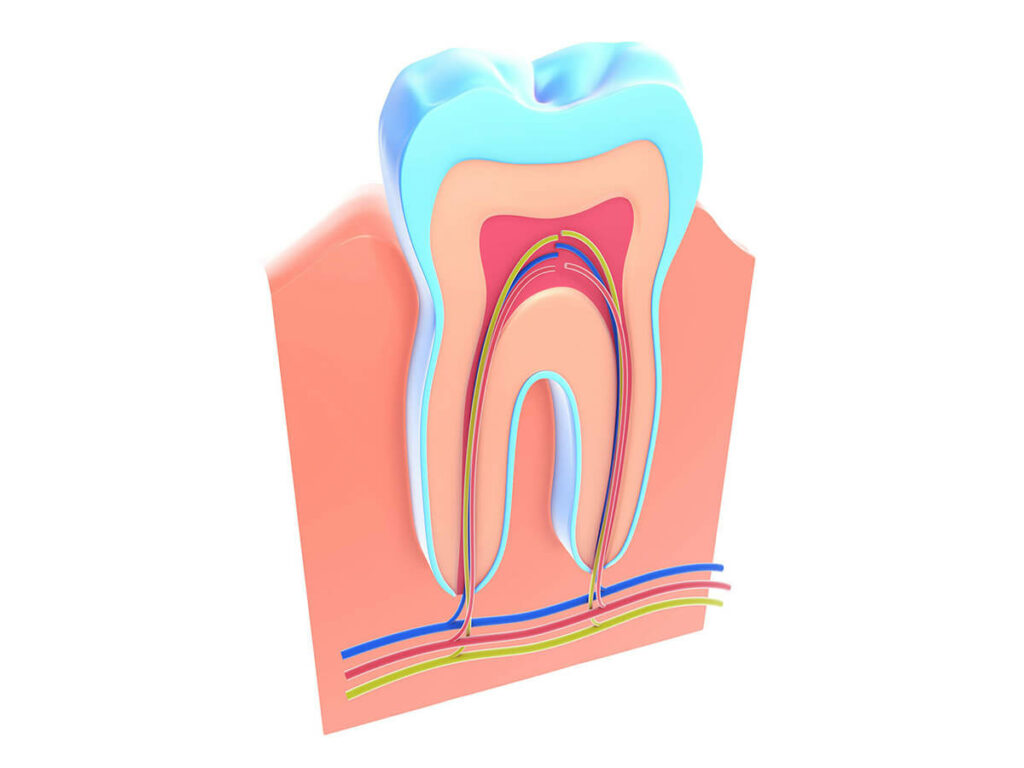 Illustration of a tooth cross-section showing the interior nerves and capillaries that extend in the roots